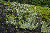 Lichens terrestres du genre Cladonia (Cladonia pyxidata) sur le ciment d'un vieux pont dans les Cévennes, France