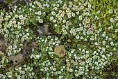 Terrestrial lichens of the genus Cladonia (Cladonia pyxidata) on the cement of an old bridge in the Cévennes, France