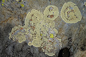 Lichens crustacés du genre Lecanora dans le Haut Var, Lichen encroutant (Lecanora concolor), espèce saxicole, calcifuge de moyenne montagne, Alpes du sud, France