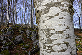 Ecorce de hêtre couverte d'une mosaïque de lichens crustacés typiques, principalement Lecanora (chlarotera ?) au thalle blanc et petites apothécies, et Lecidella (elaeochroma ?), PNR du Vercors, France