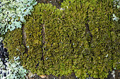 Lichens corticoles foliacés sur l'écorce d'un arbre en Vanoise. Lichen foliacé au très grand thalle vert bouteille : Pleurosticta acetabulum, aux larges apothécies en forme de vase (jusqu'à 2 cm de diamètre) et en gris, Parmelia sulcata, très commun.