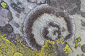 Complex of saxicolous lichens on quartzites in Savoie, Brodoa atrofusca (grey foliaceous) + Rhizocarpon geographicum (yellow crustaceous) and Aspicilia sp (grey crustaceous), Grande Sassière Nature Reserve, Savoie, France