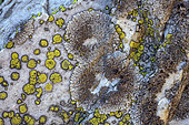 Complex of saxicolous lichens on quartzites in Savoie, Brodoa atrofusca (grey foliaceous) + Rhizocarpon geographicum (yellow crustacean), Grande Sassière Nature Reserve, Savoie, France