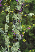 Lichens corticoles foliacés et fruticuleux sur l'écorce d'un arbre de Judée, Parmelia sulcata, flavoparmelia et Ramalina (fruticuleux), Cévennes, France