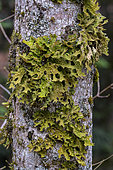 Pulmonary lichen (Lobaria pulmonaria) in the Vercors. A large foliaceous lichen - one of the largest in Europe - whose thallus commonly exceeds about 30 cm. Like all lichens, it is a lichenised fungus, and like most of them it belongs to the ascomycetes group. Its membership of the cyanolichen category, fungi associated with cyanobacteria, makes it a particularly sensitive organism to atmospheric pollution. It is therefore a species in decline in many regions and has been chosen as a health index for French forests. Ambel forest, Vercors NRP, France