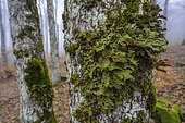 Pulmonary lichen (Lobaria pulmonaria) in the Vercors. A large foliaceous lichen - one of the largest in Europe - whose thallus commonly exceeds about 30 cm. Like all lichens, it is a lichenised fungus, and like most of them it belongs to the ascomycetes group. Its membership of the cyanolichen category, fungi associated with cyanobacteria, makes it a particularly sensitive organism to atmospheric pollution. It is therefore a species in decline in many regions and has been chosen as a health index for French forests. Ambel forest, Vercors NRP, France