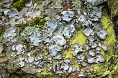 Lichens foliacés ombiliqués sur des schistes dans les Cévennes, Umbilicaria crustulosa (lichen lépreux jaune : chrysothrix ), Mont Aigoual, Cévennes, France