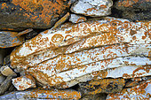 Crustose lichen Xanthoria elegans on a quartzite wall, Saxicolous, nitrophilous, thermophilous and heliophilous species with mountainous tendencies, Grande Sassière Reserve, Vanoise, Savoie, France