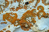 Lichen crustacé Xanthoria elegans sur un mur de quartzite, Espèce saxicole, nitrophile, thermophile et héliophile à tendances montagnardes, Réserve de la Grande Sassière, Vanoise, Savoie, France