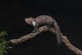 Beech marten (Martes foina), on a branch, in an undergrowth, Aude, France