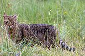 Feral domestic cat (Felis silvestris catus) in a meadow, Aude, France
