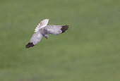 Hen Harrier (Circus cyaneus), Addult male, hunting rodents in flight over meadows and cultivated fields, Aude, France