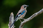 Eurasian jay (Garrulus glandarius), Adult, perched on a branch in an undergrowth, Aude, France