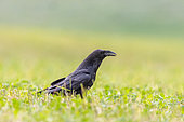 Common Raven ( Corvus corax), on the ground, Aude, France