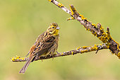 Yellowhammer (Emberiza citrinella), adult female, on a branch, Aude, France