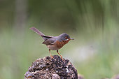 Western subalpine warbler (Curruca cantillans) , adult male, in an undergrowth, on the ground, Aude, France