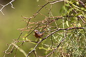 Western subalpine warbler (Curruca cantillans) , adult male, on a branch, Aude, France