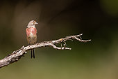 Common linnet (Linaria cannabina), Adult male, perched on a branch in an undergrowth, Aude, France