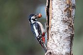 Great Spotted Woodpecker,(Dendrocopos major), female perched on a stump in an undergrowth, Ille et Vilaine), Brittany, France