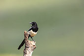 Eurasian magpie or common magpie (Pica pica), perched on a branch, Aude, France