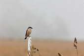 Red-backed Shrike (Lanius collurio), adult male resting on a plastic post of a fence, Aude, France