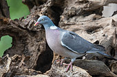 Common wood pigeon or common woodpigeon (Columba palumbus), perched on a stump in an undergrowth, Ille et Vilaine, Brittany, France