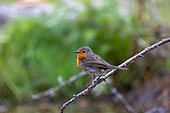 Robin (Erithacus rubecula), perched on a branch, in an undergrowth, Aude, France