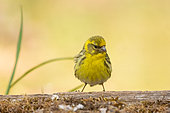 European serin (Serinus serinus), male perched on a stump in an undergrowth, Aude, France