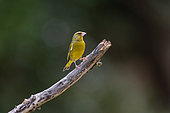 European Greenfinch (Chloris chloris, formerly Carduelis chloris), adult male perched on a branch in an undergrowth, Aude, France