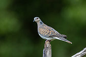 European turtle dove (Streptopelia turtur) , perched on a branch in an undergrowth, Aude, France