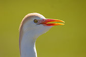 Cattle egret (Bubulcus ibis), portrait, Parc animalier et botanique & Parcabout de Branféré, Morbihan, France
