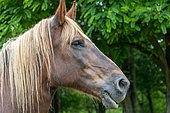 Domestic horse, portrait, Ecomusée de la Bintinais, Ecomusée de Rennes, Ille et Vilaine, Brittany, France