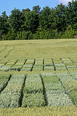 Wheat crop trial at INRAE RENNES (National Research Institute for Agriculture, Food and the Environment) in Le Rheu (35650), different varieties with control plots, Ille et Vilaine, Bretagne, France