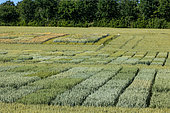 Wheat crop trial at INRAE RENNES (National Research Institute for Agriculture, Food and the Environment) in Le Rheu (35650), different varieties with control plots, Ille et Vilaine, Bretagne, France