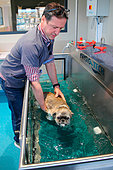 Veterinarian handling a shih tzu dog on an underwater mat during a physiotherapy session