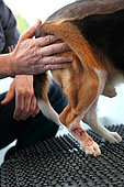 Vétérinaire manipulant un chien beagle sur une plate forme de déstabilisation pour de la récupération fonctionnelle suite à une hernie discale