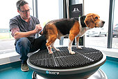 Veterinarian handling a beagle dog on a destabilization platform for functional recovery from a herniated disc