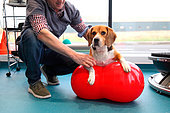 Veterinarian handling a beagle dog on a ball for functional recovery from a herniated disc