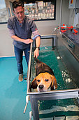 Veterinarian handling a beagle dog on an underwater mat during a physiotherapy session following a surgically operated herniated disc