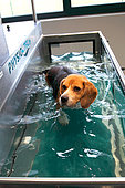 Beagle dog on a submerged mat during physiotherapy following a surgically operated herniated disc
