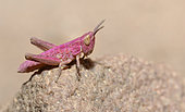 Common field grasshopper (Chorthippus brunneus) pink form in a sand pit, Vosges du Nord Regional Nature Park, France
