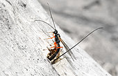 Great Ichneumon (Dolichomitus imperator) laying eggs on a wood-boring larva, Vosges du Nord Regional Nature Park, France