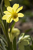 Yellow poppy (Meconopsis integrifolia), flower, Lautaret Botanical Garden, Alps, France