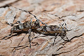 Pine Sawyer beetle (Monochamus galloprovincialis), Mont Ventoux, Provence, France