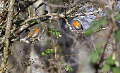 european robin (Erithacus rubecula) on a branch, Vosges du Nord Regional Nature Park, France