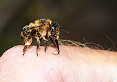 Fork-tailed Flower-bee (Anthophora furcata) female drinking sweat on an hand Vosges du Nord Regional Nature Park, France