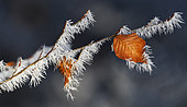 Frosted branch of Common Beech (Fagus silvatica), Vosges du Nord Regional Nature Park, France