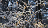 Frosted branches of Common Beech (Fagus silvatica), Vosges du Nord Regional Nature Park, France