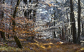 Frosted autumn forest, Vosges du Nord Regional Nature Park, France