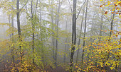Forest in autumn fog, Vosges du Nord Regional Nature Park, France